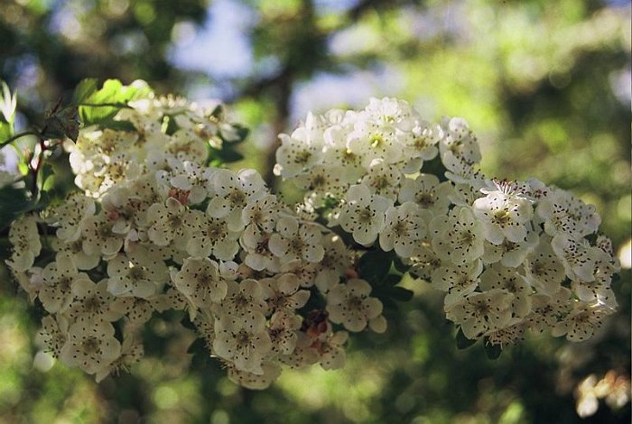 Crataegus monogyna (2)